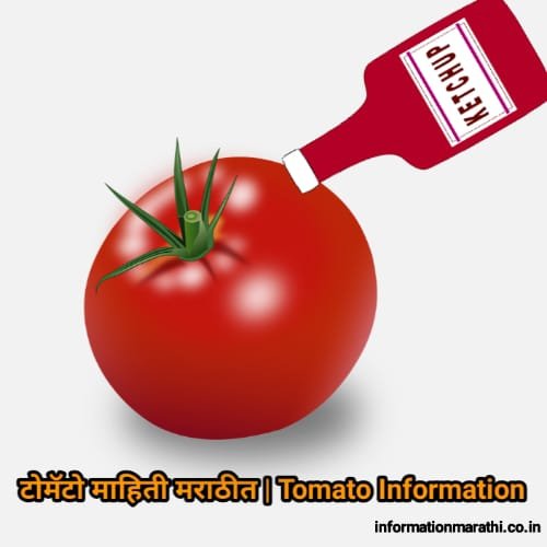 टोमॅटो माहिती मराठीत Tomato Information In Marathi