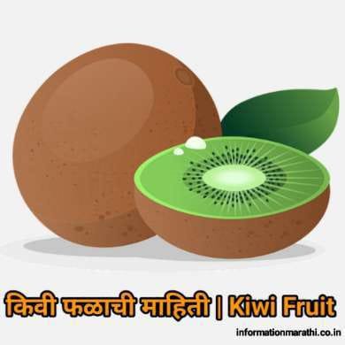 Kiwi Fruit Information In Marathi