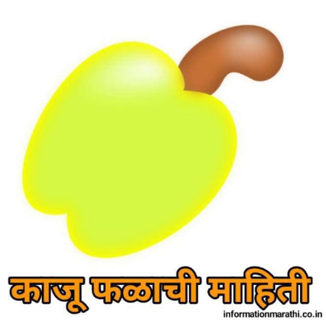 काजू फळाची माहिती Cashew Information In Marathi