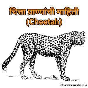 चित्ता प्राणी माहिती Cheetah Information in Marathi