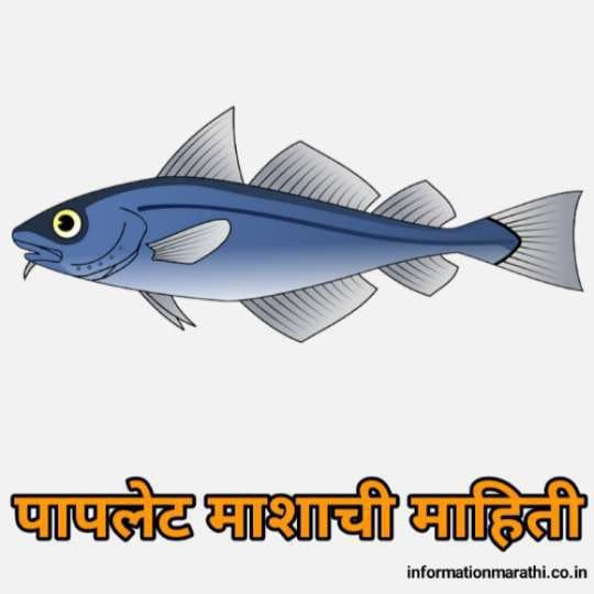 पापलेट मासा माहिती Paplet Fish Information In Marathi