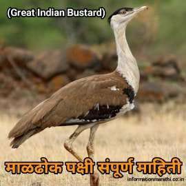 माळढोक पक्षीची माहिती Maldhok Bird Information In Marathi Great Indian Bustard