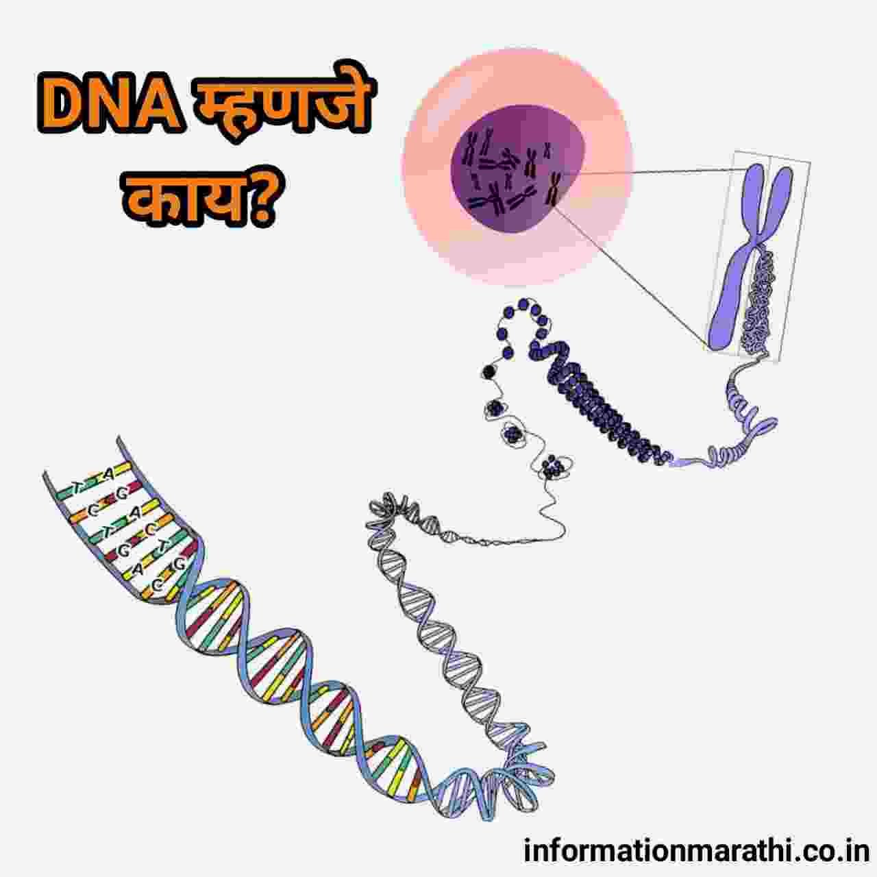DNA Full Form in Marathi
