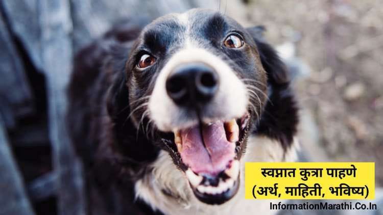Dog in Dreaming Meaning in Marathi
