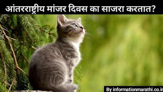 International Cat Day 2022 Marathi