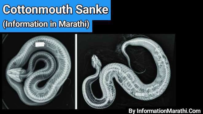 Cottonmouth Snake Information in Marathi