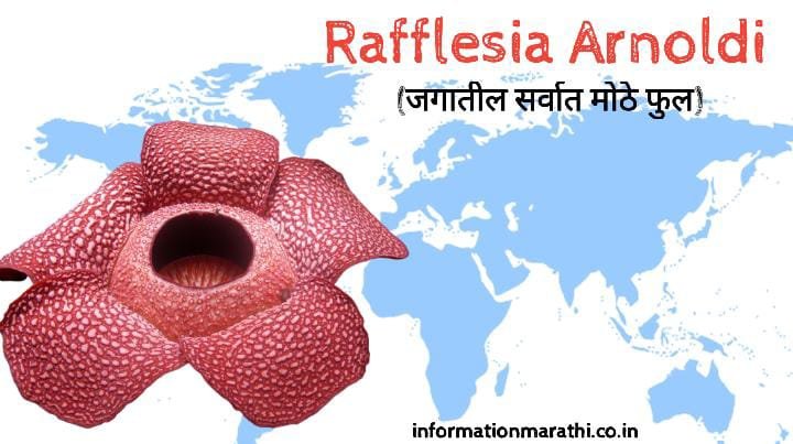 Rafflesia Arnoldi Information in Marathi (रॅफ्लेसिया अर्नोल्डी)