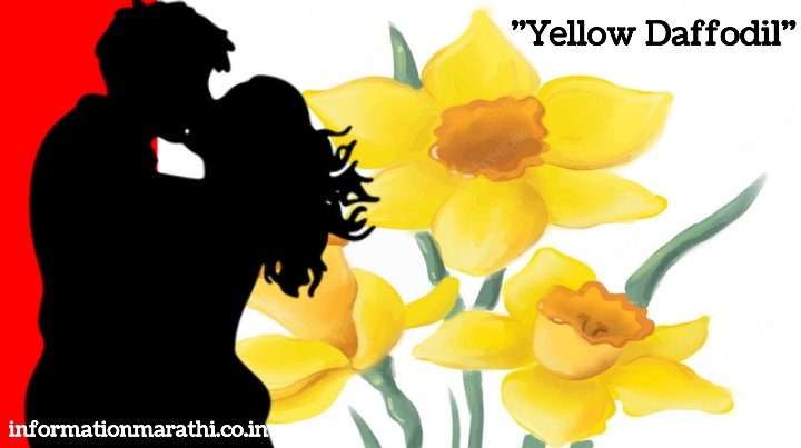 Yellow Daffodil Flower Information in Marathi