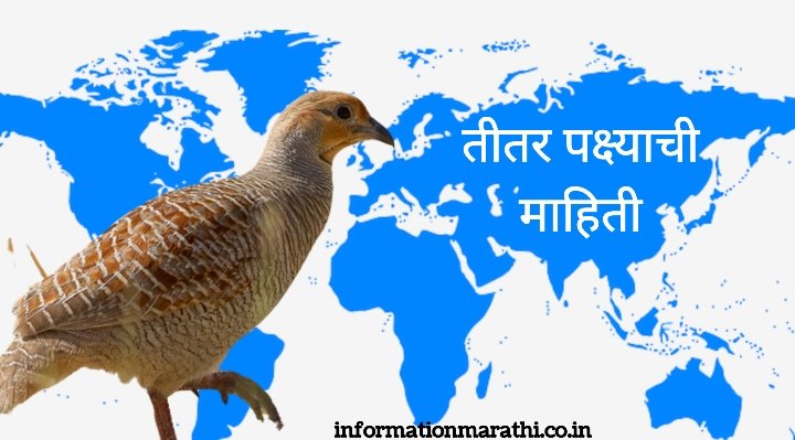 Teetar Bird Information in Marathi