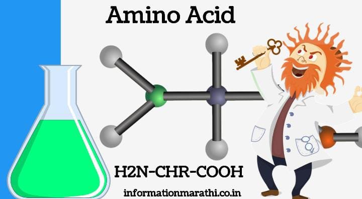 Amino Acid Meaning in Marathi