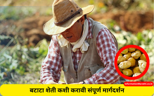 Potato Farming in Marathi