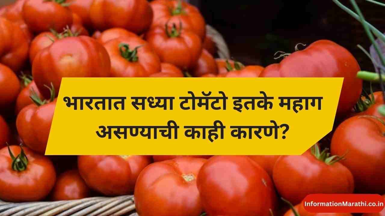 1 kg Tomato Price in India Today