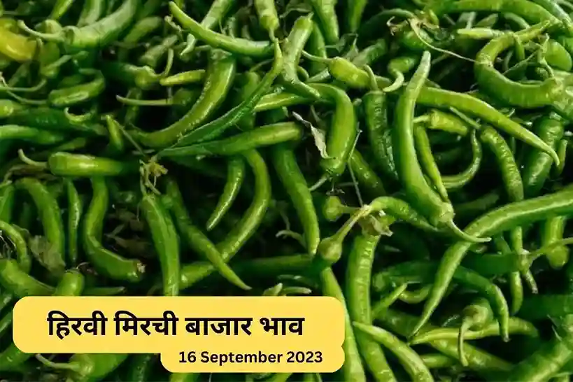 Green Chilli Market Rate Today