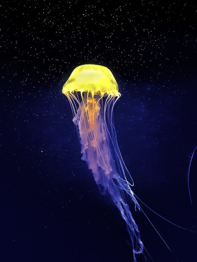 Box jellyfish: The most venomous creature on Earth